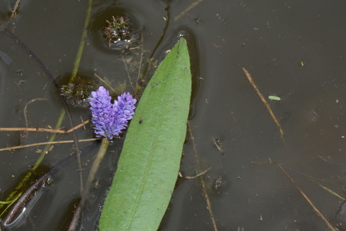 Image of Aponogeton Afroviolaceus (Aponogeton afroviolaceus) by no rights reserved