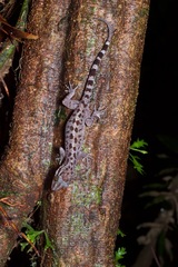 Cyrtodactylus miriensis