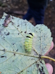 Calliteara pudibunda