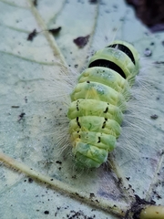 Calliteara pudibunda