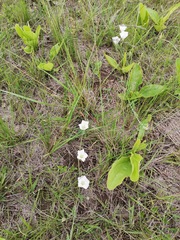 Convolvulus natalensis