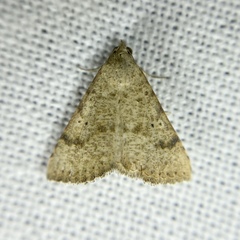 Madope auferens