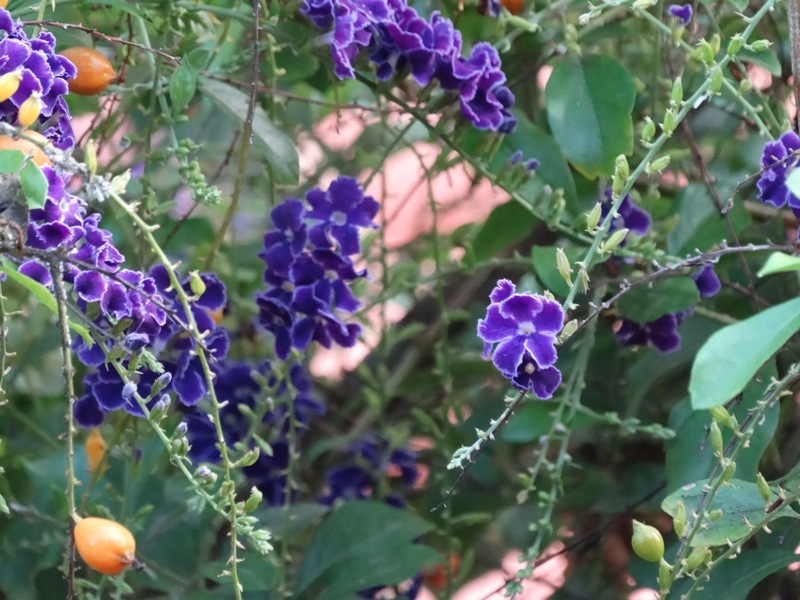 Duranta erecta