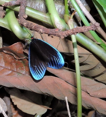 Pompelon marginata