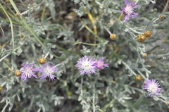 Psephellus trinervius