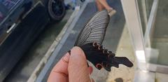 Papilio macilentus