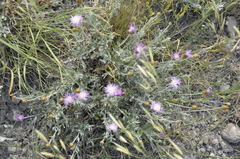 Psephellus trinervius