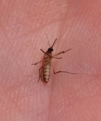 Aedes (Ochlerotatus) infirmatus image