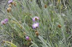 Psephellus trinervius