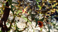 Daviesia pectinata