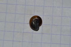 Morlina glabra