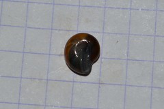 Morlina glabra