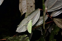 Tympanophyllum arcufolium