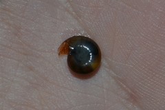 Morlina glabra