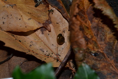 Morlina glabra
