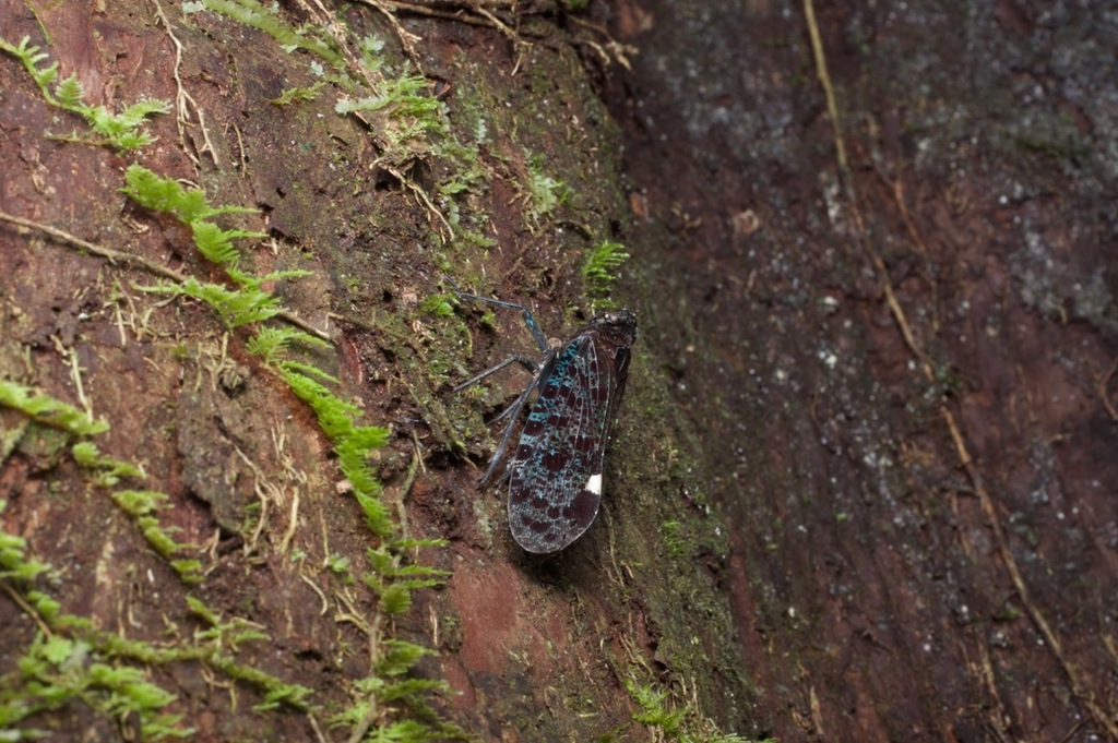 Aphaena bimaculata