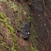 Penthicodes bimaculatus - Photo (c) John Sullivan, algunos derechos reservados (CC BY-NC), subido por John Sullivan
