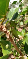 Photiomantis