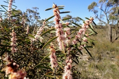 Hakea repullulans