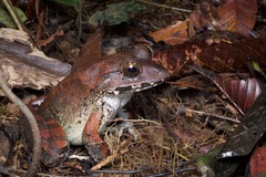 Limnonectes malesianus