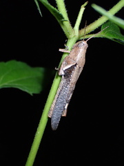 Acrididae