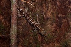 Cyrtodactylus consobrinus