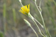 Pseudopodospermum strictum