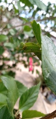 Photiomantis