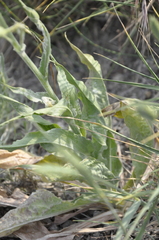 Pseudopodospermum strictum