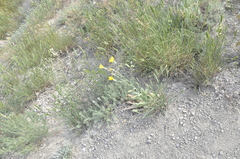 Pseudopodospermum strictum