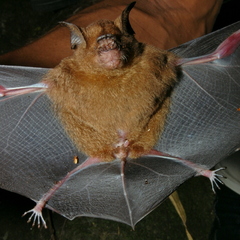 Hipposideros larvatus