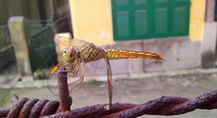 Brachythemis contaminata