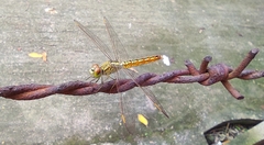 Brachythemis contaminata
