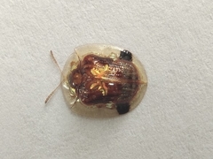 Aspidimorpha sanctaecrucis