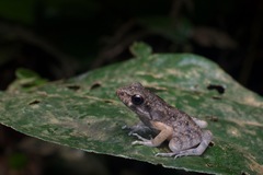 Pulchrana