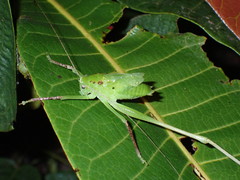 Tettigoniidae