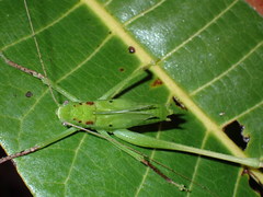 Tettigoniidae