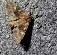 Diarsia canescens