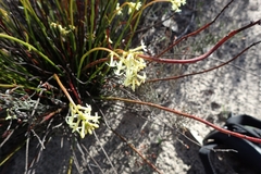 Stackhousia aspericocca