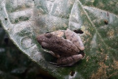 Pulchrana