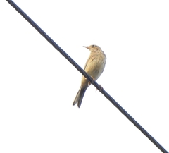 Anthus godlewskii