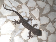 Gekko japonicus