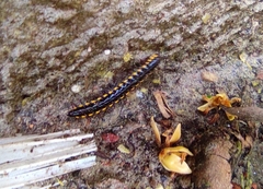 Asiomorpha coarctata