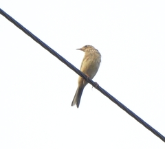 Anthus godlewskii