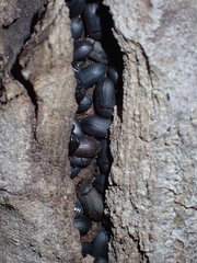 Tenebrionidae