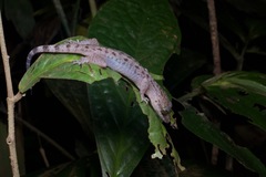 Cyrtodactylus miriensis