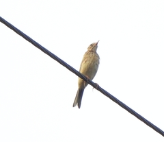 Anthus godlewskii