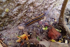 Asiomorpha coarctata