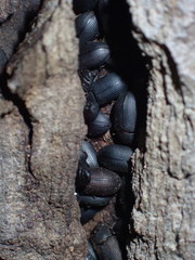 Tenebrionidae