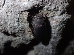 Tenebrionidae